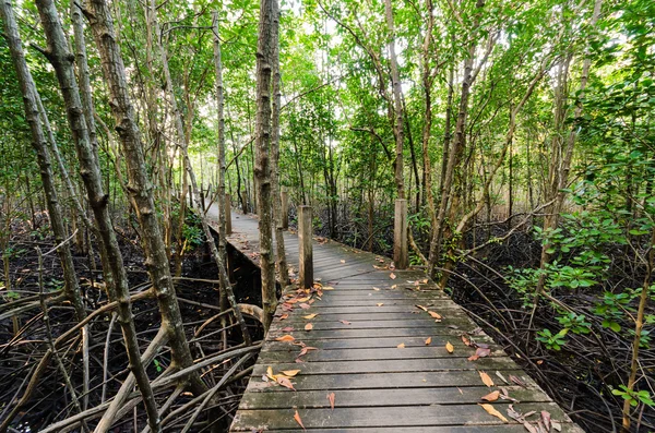 Puente de madera y campo de manglares. Paseo marítimo en Tung Prong Thong — Foto de Stock