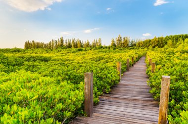 Ahşap köprü ve mangrov alan. Boardwalk Tung Prong tanga 