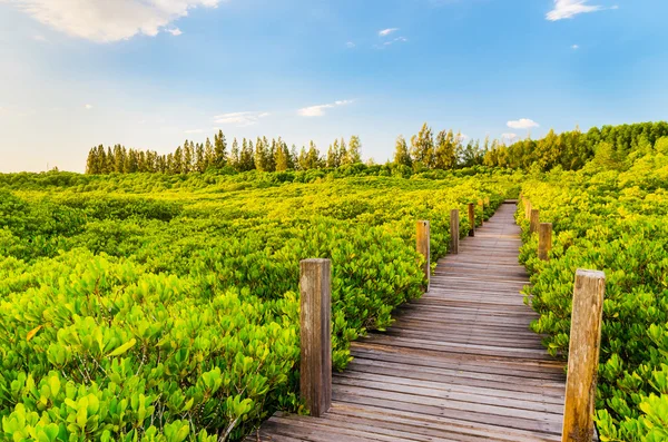 Wooden bridge and mangrove field. Boardwalk in Tung Prong Thong Stock Photo