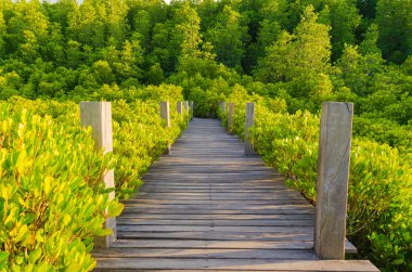Ahşap köprü ve mangrov alan, Rayong, Tayland.