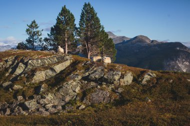 Norveç'te, klasik Norveç İskandinav yaz dağ hiking