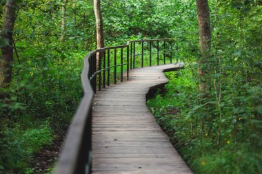 Batı Kotlin 'in canlı yaz manzarası doğa rezervi, kuş izleme kulesi, Kotlin Adası, Kronstadt, Saint-Peterburg, Russi