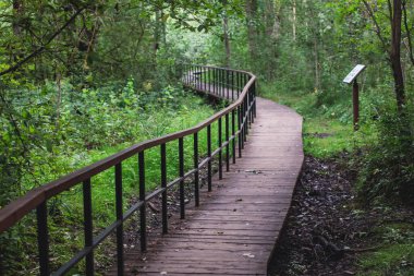 Batı Kotlin 'in canlı yaz manzarası doğa rezervi, kuş izleme kulesi, Kotlin Adası, Kronstadt, Saint-Peterburg, Russi