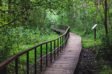 Batı Kotlin 'in canlı yaz manzarası doğa rezervi, kuş izleme kulesi, Kotlin Adası, Kronstadt, Saint-Peterburg, Russi