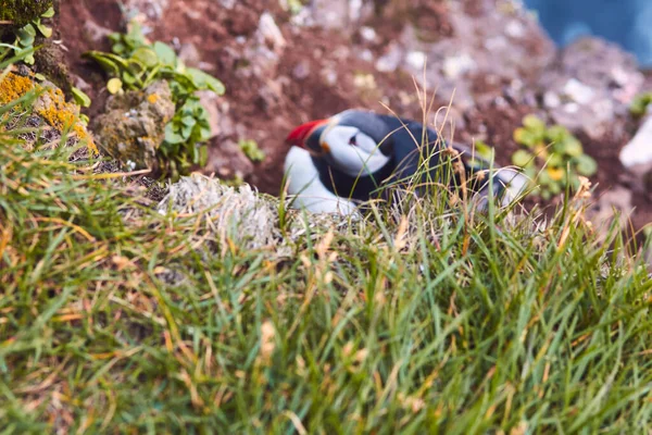 位于冰岛Vestfirdir的Latrabjarg角的悬崖上筑巢着一只名叫Fratercula的大西洋海雀 它是美丽而充满活力的特写 它也被称为Fratercula — 图库照片