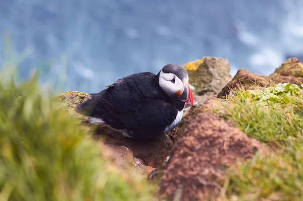 Atlantic Puffin Bird Belo Retrato Vibrante Close Horned Puffin Também — Fotografia de Stock