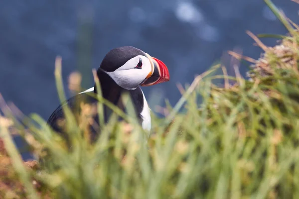 Atlantik Puffin Pták Krásné Pulzující Zblízka Portrét Rohatý Puffin Také — Stock fotografie