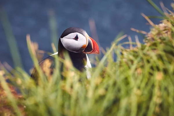 Pájaro Del Frailecillo Atlántico Hermoso Retrato Vibrante Cerca Frailecillo Cuernos — Foto de Stock