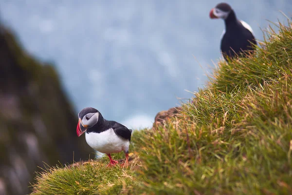 Atlantic Puffin Vogel Prachtig Levendig Close Portret Gehoornde Papegaaiduiker Ook — Stockfoto