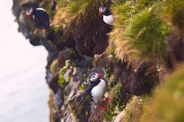 Pájaro Del Frailecillo Atlántico Hermoso Retrato Vibrante Cerca Frailecillo Cuernos —  Fotos de Stock