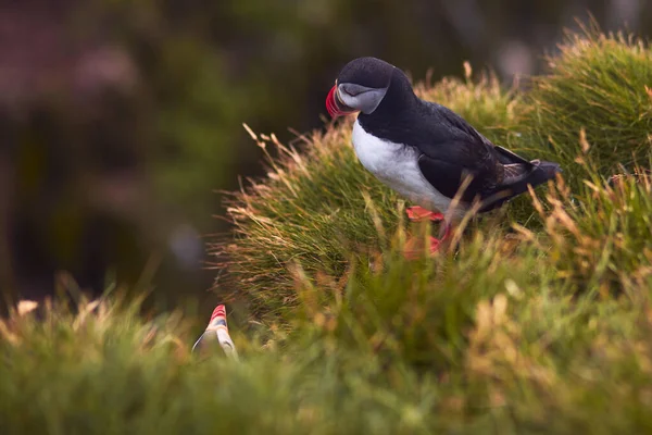 Атлантическая Птица Puffin Красивый Яркий Портрет Крупным Планом Рогатый Puffin — стоковое фото