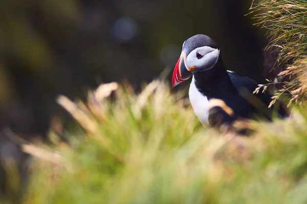 Atlanti Puffin Madár Gyönyörű Élénk Közelkép Portré Horned Puffin Más — Stock Fotó