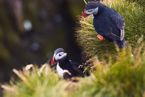 Atlantik Puffin Pták Krásné Pulzující Zblízka Portrét Rohatý Puffin Také — Stock fotografie