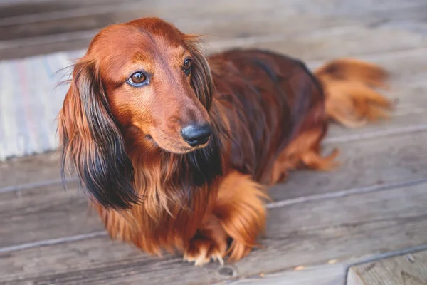 Beautiful Red Long-haired grown up adult Dachshund dog portrait view