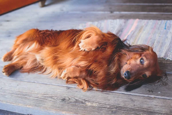 Beautiful Red Long-haired grown up adult Dachshund dog portrait view