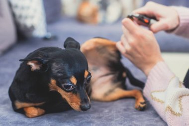 Tırnak makasıyla küçük bir köpeğin tırnak tırnaklarını kesme süreci, köpeğin patisini kapatma, evcil köpek tırnaklarını kesme, manikür.