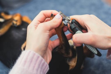 Tırnak makasıyla küçük bir köpeğin tırnak tırnaklarını kesme süreci, köpeğin patisini kapatma, evcil köpek tırnaklarını kesme, manikür.