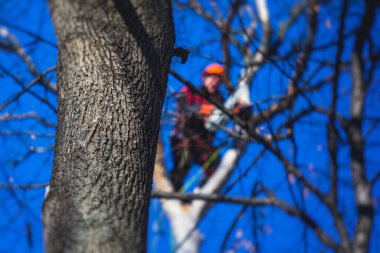 Ağaççı ağaç cerrahı ağaç dallarını testere ile kesiyor, üniformalı oduncu tırmanıyor ve yükseklik üzerinde çalışıyor, ağaç budama ve testereyle kesiyor.