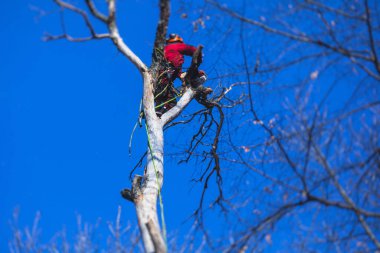 Ağaççı ağaç cerrahı ağaç dallarını testere ile kesiyor, üniformalı oduncu tırmanıyor ve yükseklik üzerinde çalışıyor, ağaç budama ve testereyle kesiyor.