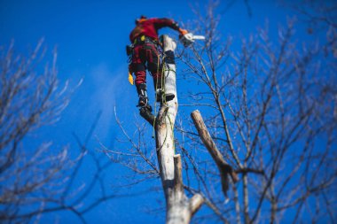 Ağaççı ağaç cerrahı ağaç dallarını testere ile kesiyor, üniformalı oduncu tırmanıyor ve yükseklik üzerinde çalışıyor, ağaç budama ve testereyle kesiyor.