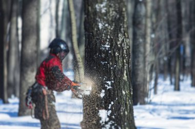 Profesyonel oduncu koruyucu üniformalı elektrikli testere ile ormanda büyük bir ağaç kesiyor, odun ağacı kesiyor. 