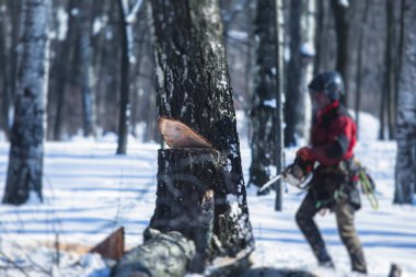 Profesyonel oduncu koruyucu üniformalı elektrikli testere ile ormanda büyük bir ağaç kesiyor, odun ağacı kesiyor. 