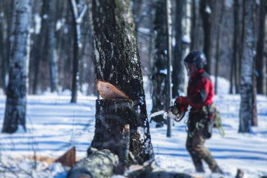 Profesyonel oduncu koruyucu üniformalı elektrikli testere ile ormanda büyük bir ağaç kesiyor, odun ağacı kesiyor. 