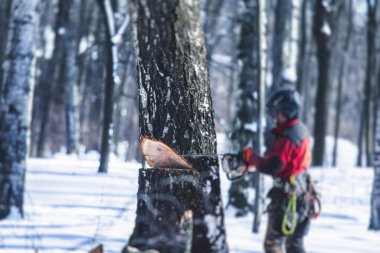 Profesyonel oduncu koruyucu üniformalı elektrikli testere ile ormanda büyük bir ağaç kesiyor, odun ağacı kesiyor. 