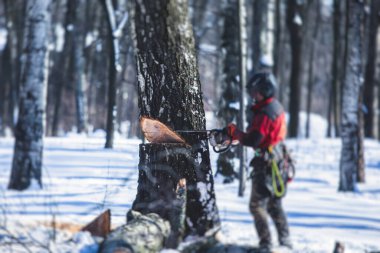Profesyonel oduncu koruyucu üniformalı elektrikli testere ile ormanda büyük bir ağaç kesiyor, odun ağacı kesiyor. 