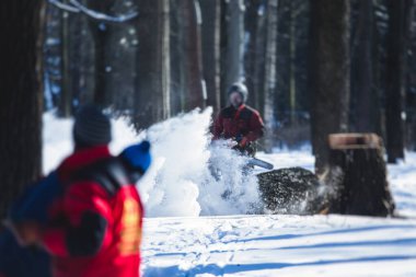 Ağaçları kesme işlemi, profesyonel oduncu takımı büyük ağacı ipler ve testere ile kesip kesiyor, ağaç ve ağaç cerrahı iş başında.