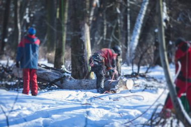 Ağaçları kesme işlemi, profesyonel oduncu takımı büyük ağacı ipler ve testere ile kesip kesiyor, ağaç ve ağaç cerrahı iş başında.