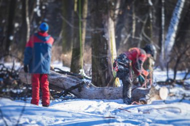 Ağaçları kesme işlemi, profesyonel oduncu takımı büyük ağacı ipler ve testere ile kesip kesiyor, ağaç ve ağaç cerrahı iş başında.