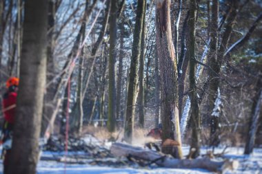 Ağaçları kesme işlemi, profesyonel oduncu takımı büyük ağacı ipler ve testere ile kesip kesiyor, ağaç ve ağaç cerrahı iş başında.