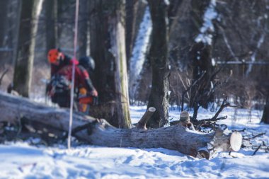 Ağaçları kesme işlemi, profesyonel oduncu takımı büyük ağacı ipler ve testere ile kesip kesiyor, ağaç ve ağaç cerrahı iş başında.