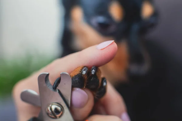 Process Cutting Dog Claw Nails Small Breed Dog Nail Clipper — Stock Photo, Image