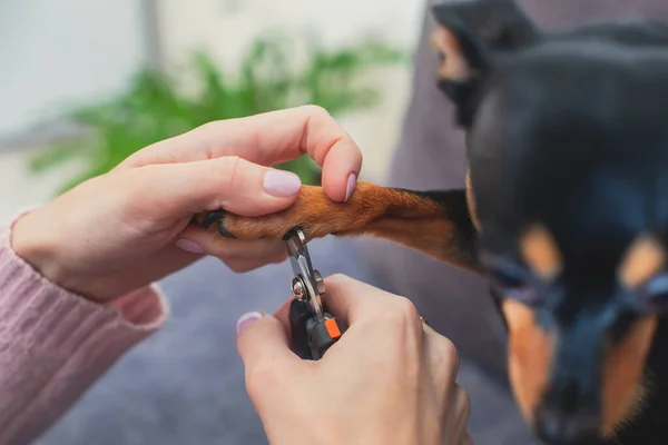 Process of cutting dog claw nails of a small breed dog with a nail clipper tool, close up view of a dog\'s paw, trimming pet dog nails manicure