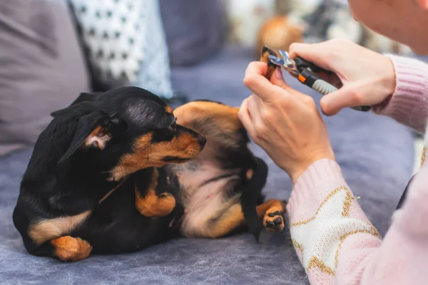 Process of cutting dog claw nails of a small breed dog with a nail clipper tool, close up view of a dog\'s paw, trimming pet dog nails manicure