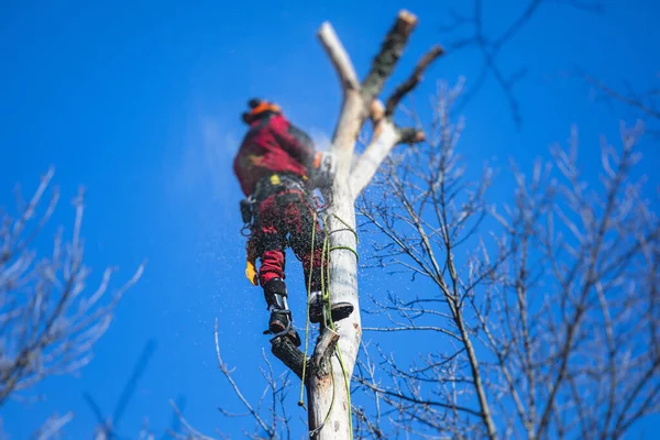 Arborist tree surgeon cutting tree branches with chainsaw, lumberjack woodcutter in uniform climbing and working on heights, process of tree pruning and sawing on the top