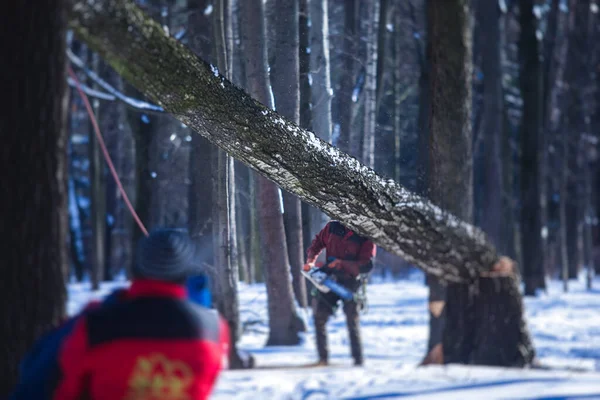 Process of felling the trees, team of professional lumberjack woodcutter cutting and felling the big massive tree with ropes and chainsaw, arborist and tree surgeon at work