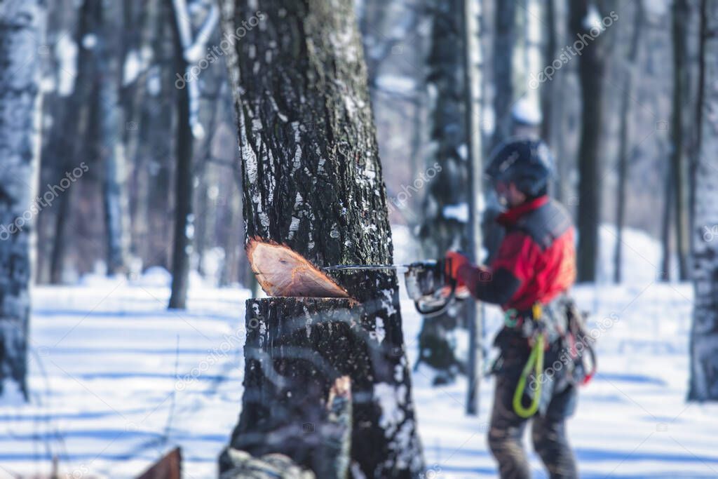 Professional lumberjack woodcutter with a chainsaw in protective uniform gear cutting a big massive tree in the forest during the winter, logger firewood timber tree 