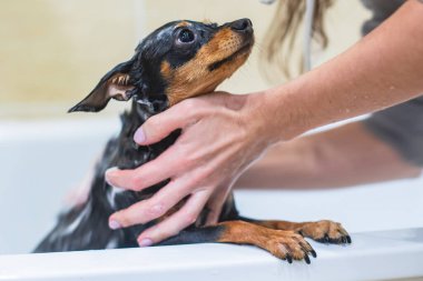 Yıkanan küçük cins siyah köpek.