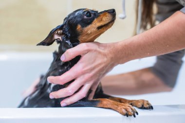 Yıkanan küçük cins siyah köpek.