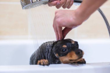 Yıkanan küçük cins siyah köpek.