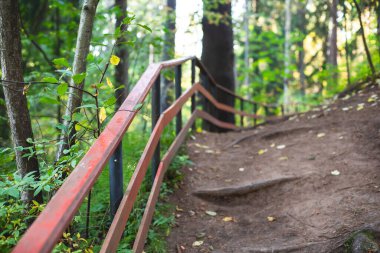 Komarovo Sahili, Komarovsky Bereg Doğal Anıt ekolojik patika yolu - Rusya 'nın Kurortny Bölgesi, St. Petersburg' da bir ormanda uzanan patika geçidi