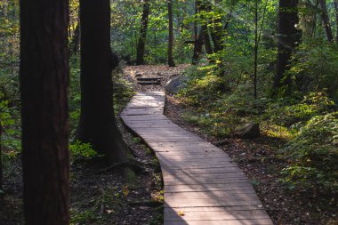 Komarovo Sahili, Komarovsky Bereg Doğal Anıt ekolojik patika yolu - Rusya 'nın Kurortny Bölgesi, St. Petersburg' da bir ormanda uzanan patika geçidi