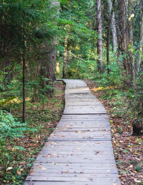 Komarovo Sahili, Komarovsky Bereg Doğal Anıt ekolojik patika yolu - Rusya 'nın Kurortny Bölgesi, St. Petersburg' da bir ormanda uzanan patika geçidi