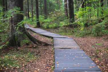 Komarovo Sahili, Komarovsky Bereg Doğal Anıt ekolojik patika yolu - Rusya 'nın Kurortny Bölgesi, St. Petersburg' da bir ormanda uzanan patika geçidi