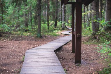 Komarovo Sahili, Komarovsky Bereg Doğal Anıt ekolojik patika yolu - Rusya 'nın Kurortny Bölgesi, St. Petersburg' da bir ormanda uzanan patika geçidi