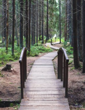Komarovo Sahili, Komarovsky Bereg Doğal Anıt ekolojik patika yolu - Rusya 'nın Kurortny Bölgesi, St. Petersburg' da bir ormanda uzanan patika geçidi