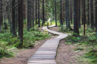 Komarovo Sahili, Komarovsky Bereg Doğal Anıt ekolojik patika yolu - Rusya 'nın Kurortny Bölgesi, St. Petersburg' da bir ormanda uzanan patika geçidi